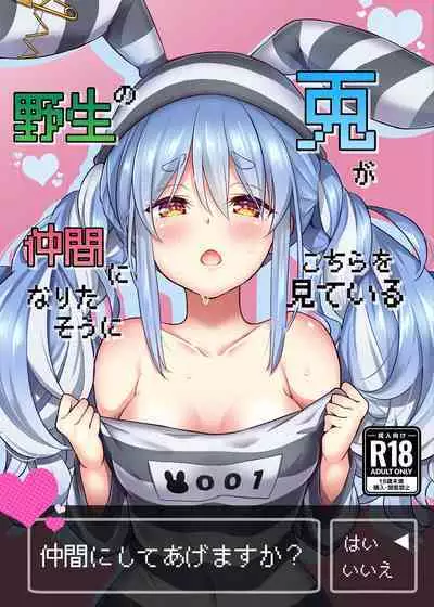 Yasei no Usagi ga Nakama ni Naritasou ni Kochira o Miteiru | Wild Rabbit Is Looking At You As If It Wants To Be Friends