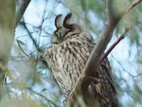 [Shiina] Noraneko Shoujo to no Kurashikata Ch. 3 (COMIC Ananga Ranga Vol. 14) [Chinese] [虎斑木菟漢化] [Digital]