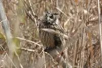 [Shiina] Noraneko Shoujo to no Kurashikata Ch. 6 (COMIC Ananga Ranga Vol. 18) [Chinese] [虎斑木菟漢化] [Digital]