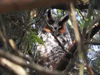 [Kuroshiki] Tokimeki Sabbath | Throbbing Sabbath (Bessatsu Comic Unreal Monster Musume Paradise Digital Hen Vol. 6) [Chinese] [換過名字又是一條好漢化] [Digital]