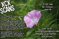 (C85) [TUKIBUTO (Hyouju Issei)] Hirugao no Hana (Kantai Collection -KanColle-) [English] [XCX Scans]