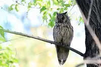 [Shiina] Noraneko Shoujo to no Kurashikata Ch. 4-11 [Chinese] [虎斑木菟漢化] [Digital]